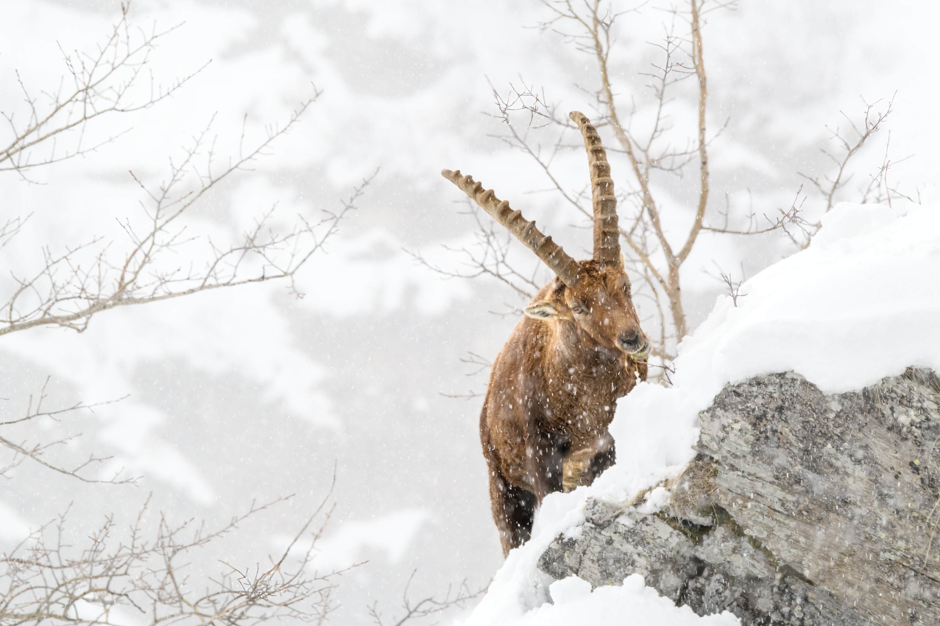 Grande stambecco adulto (Capra Ibex) si arrampica sopra una roccia innevata durante una nevicata alla ricerca di cibo. Nikon D850 +Sigma 60-600mm f/4.5-6.3 DG OS HSM